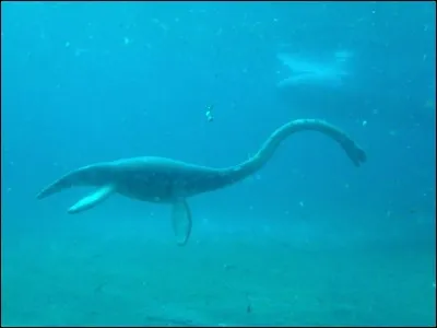 Comment s'appelle cette créature marine ?