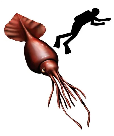 Comment s'appelle cette créature marine ?