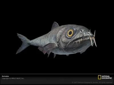 Comment s'appelle cette créature marine ?