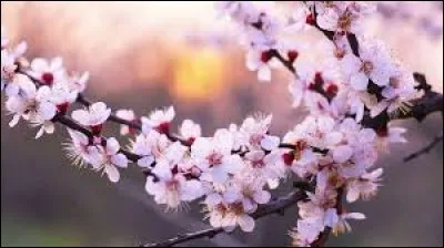 2018 : D'où sont originaires ces fleurs ?