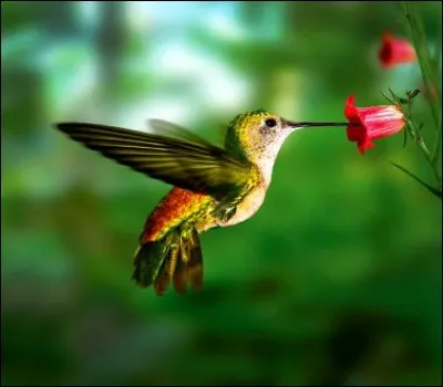 2017 : Quel est le nom de ce tout petit oiseau ?