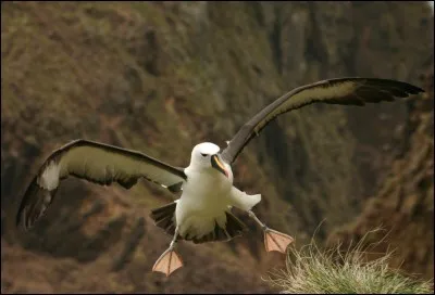 L'albatros peut voler des heures sans battre des ailes.