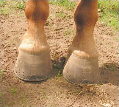 Les chevaux ont-ils des pattes ou des jambes ?
