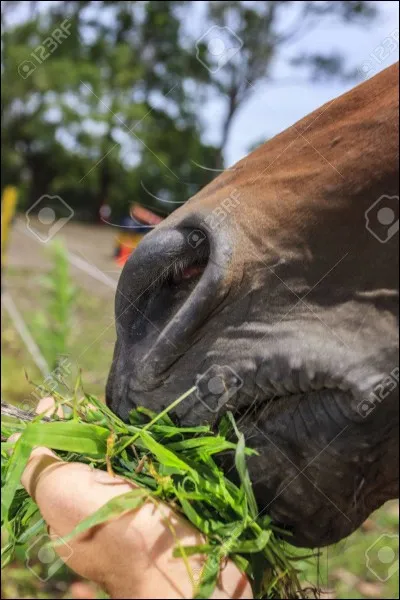 Lequel de ces aliments est-il déconseillé de donner à son cheval ?