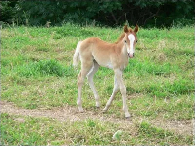 Comment s'appelle le bébé du cheval et de la jument ?