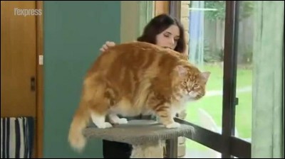 Quel est le poids du plus gros chat du monde ?