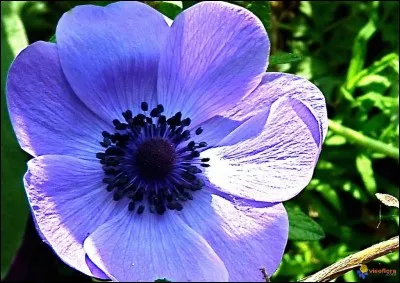 César de la meilleure actrice en 1988 !