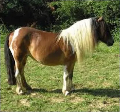 Quelle est cette race ?