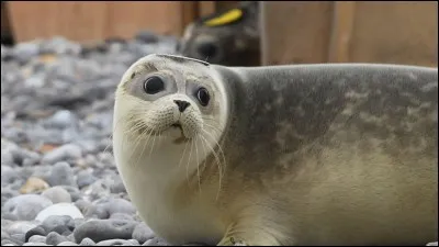 Quel est le régime alimentaire des phoques ?