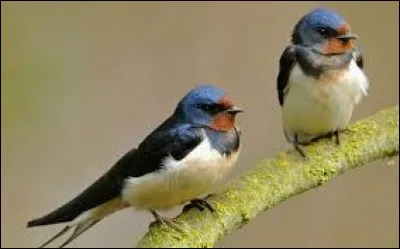 ... oiseaux sont des hirondelles.