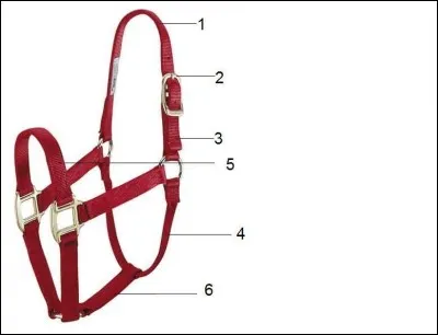 Comment se nomme le n°6 ?