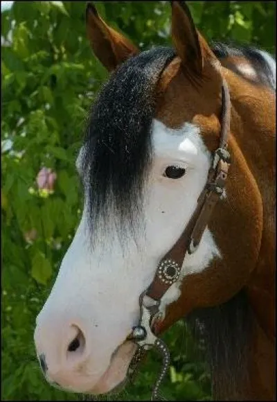 Comment s'appelle cette marque sur la tête du cheval ?