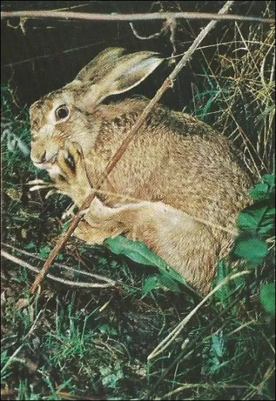 Quelle est la plus grande vitesse que peut atteindre un li&egrave;vre ?