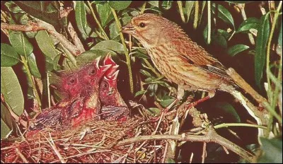 Quel est cet oiseau ?