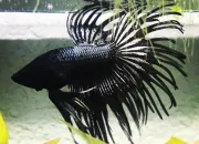 Quiz Betta & Co
