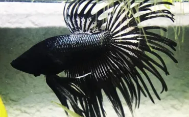 Quiz Animaux