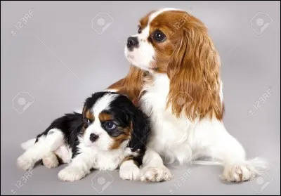 Le Cavalier King Charles Spaniel est un petit chien d'origine australienne.