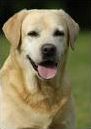 Quiz Chiens