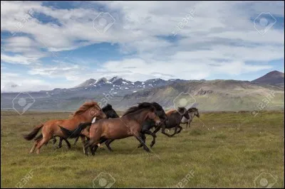 Un cheval islandais mesure environ...
