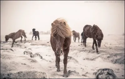Dans quel pays vivent les chevaux islandais ?