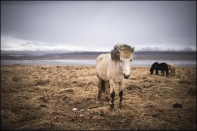 Les chevaux islandais peuvent vivre jusqu'à...