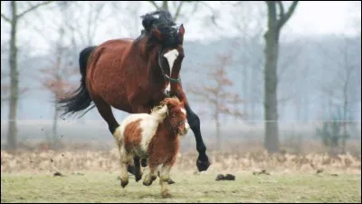 Dans quelle catégorie sont rangés les chevaux islandais ?