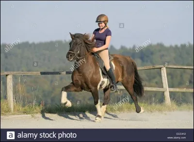 Le Tölt est une allure à...