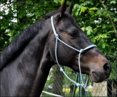 Comment s'appelle ce cheval ?