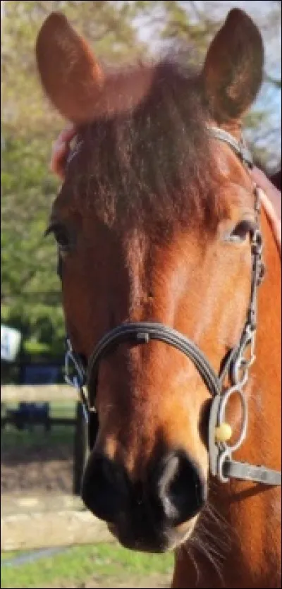 À qui appartenait ce poney ?