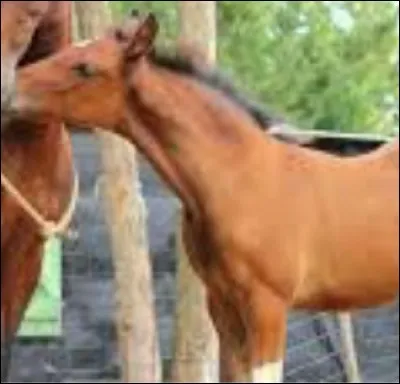 Comment s'appelle la pouliche de Mala (Un cur de cavalière) ?