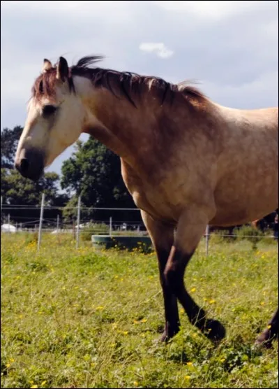À qui est ce grand poney ?