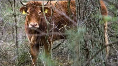Un citron et une vache décident d'attaquer une banque, le citron entre dans la banque et crie : Les mains en l'air, pas un zeste, la vache entre à son tour et crie :