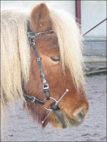 A quoi sert le mors ?