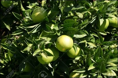 Comment s'appelle l'arbre ou pousse le pamplemousse ?