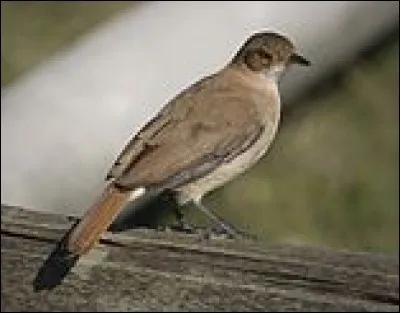 Le fourniers est le symbole de :