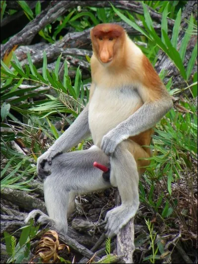 Il est également appelé "Long nez" ou "Singe à trompe".
