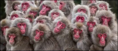 C'est le primate à l'habitat naturel le plus septentrional.