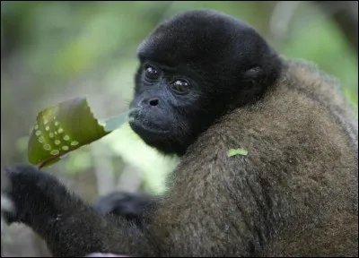 Il est en danger critique, actuellement, il n'en reste qu'une centaine d'individus.