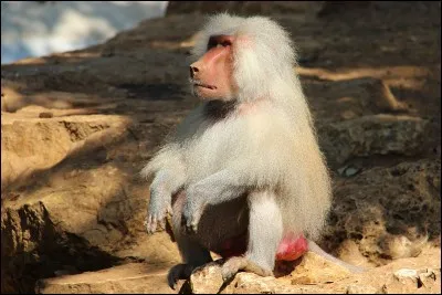 Quel est le nom de ce primate qui a été probablement introduit dans la péninsule Arabique par les navigateurs yéménites ?