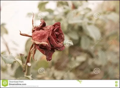 Cette fleur __ peu à peu.