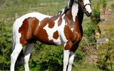 Quiz Galop 3