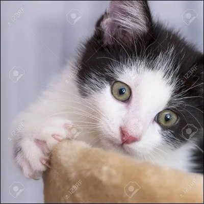 Comment dit-on "minou" ?