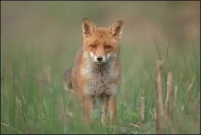 Terminez à présent ce proverbe français : 
Tu sembles le renard, et tu n'en as que... (l'apparence).