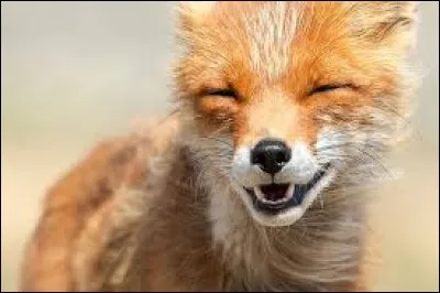 De quel autre animal s'agit-il ici, dans ce proverbe français ?
À la peau du ..., couds celle du renard.