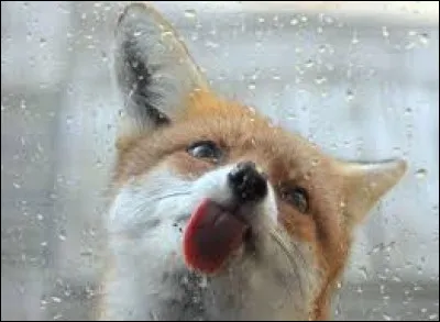 Terminez cet autre proverbe : 
À renard, renard et ...