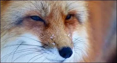Et complétez celui-ci, qui nous vient d'Allemagne : 
Sois ... avec les renards.