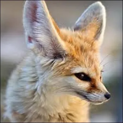 Et que manque-t-il pour que cette citation de Cervantès soit complète ?
Le renard en sait long, mais plus long celui qui...