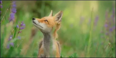Trouvez ce qui manque à ce proverbe basque : 
Rarement un renard se laisse prendre...