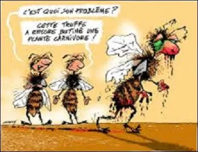 Langue étrangère : en langue anglaise, comment appelle-t-on une abeille ?