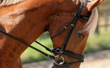 Quiz Galop 1
